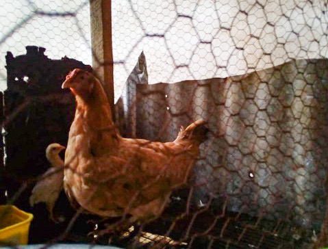 Raising Chickens and Building Confidence