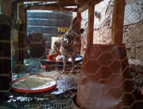 Raising Chickens and Building Confidence