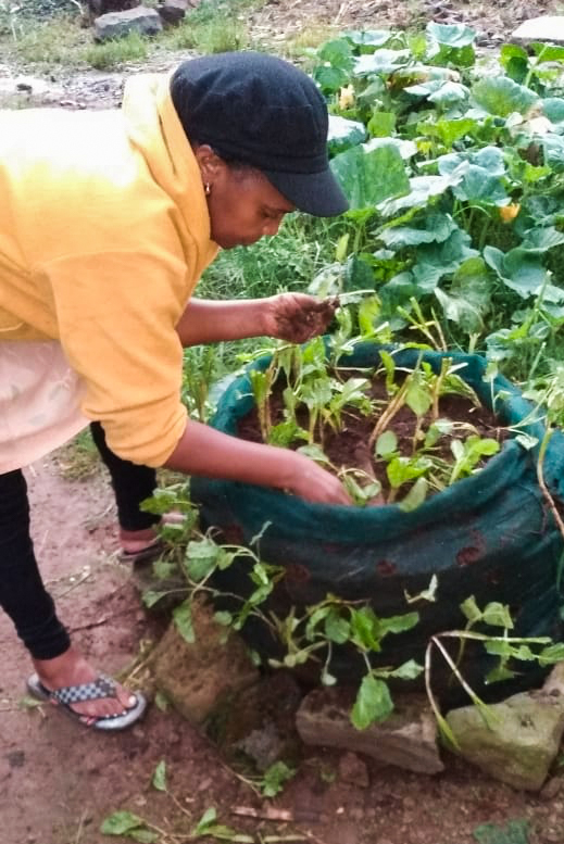 Creating Sustainable Kitchen Gardens With Abby
