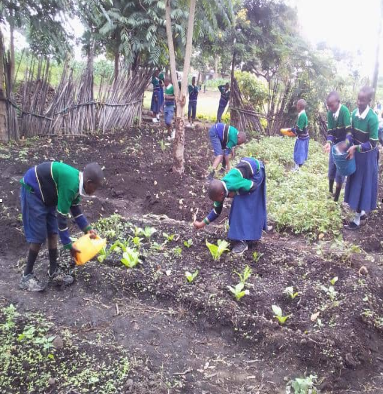 Nurturing Nature and Minds: The Inspiring Story of Orkolili Primary School’s Green Initiative