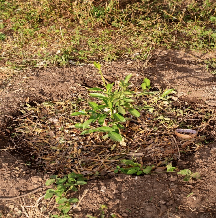 Environmental Education