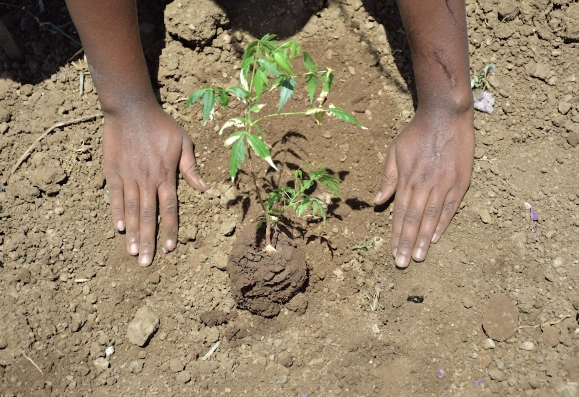 Neema: Where Dry Land Learns to Bloom