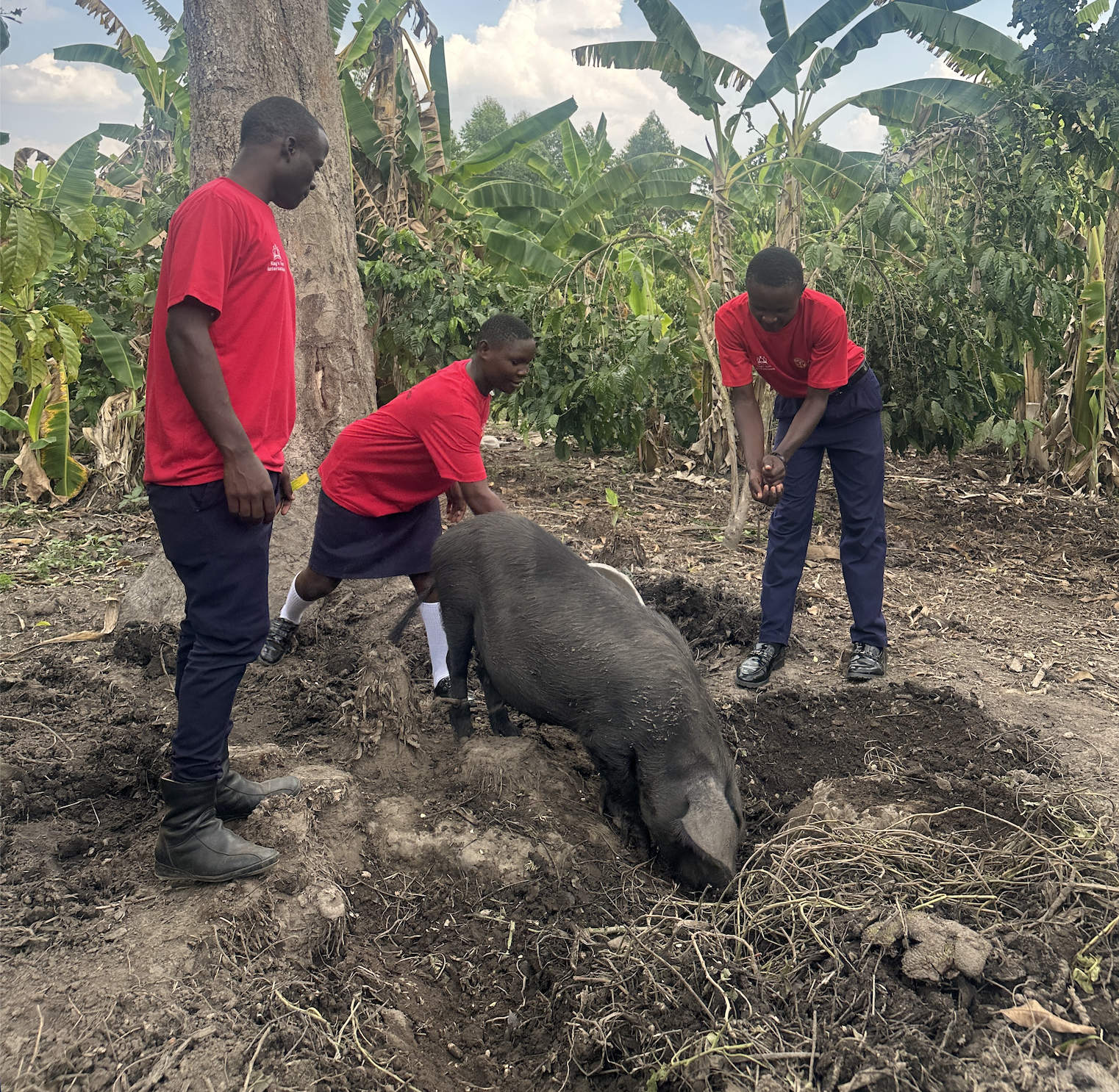 Three Pigs, Two Chickens, and a Plan